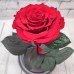 Сказочная неувядающая роза "Красавица и Чудовище", Премиум ХИТ