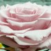 Роза в колбе, Розовая Премиум Хит
