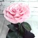 Роза в колбе Розовая Кинг