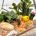 Флорариум Капля М,  "Коралловый риф"