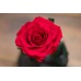 Сказочная неувядающая роза "Красавица и Чудовище", Премиум ХИТ