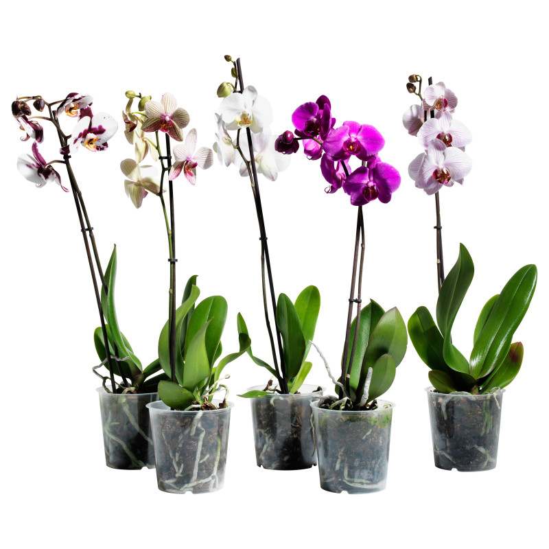 Топ-5: виды домашних орхидей в горшках с названиями и фото
