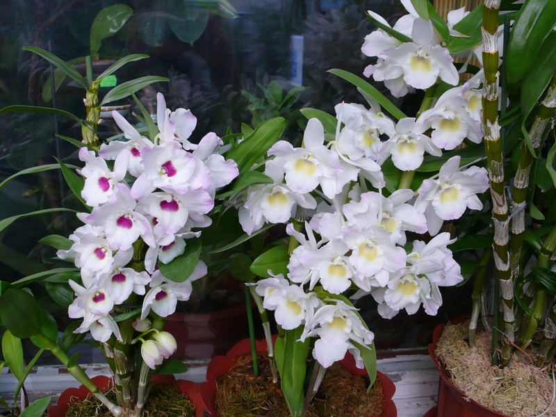 Композиции с орхидеями